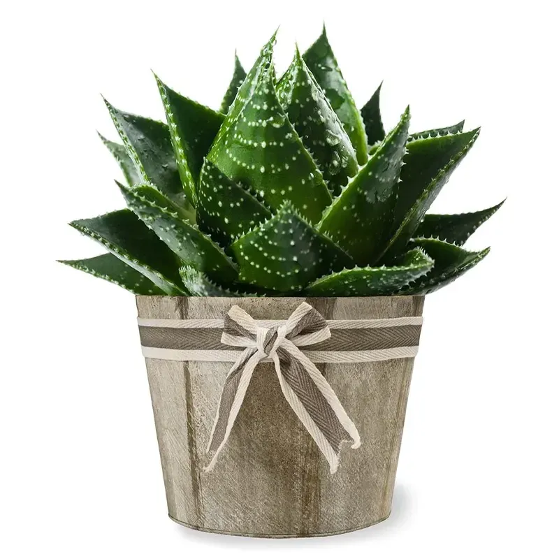 Алоэ в горшке